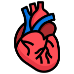 Corazón - Potasio