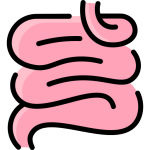 Intestino delgado