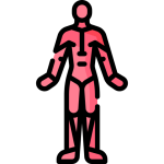 Sistema locomotor