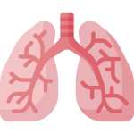 Aparato respiratorio